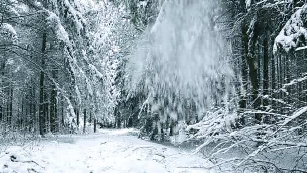 Paisaje invernal con árboles blancos cubiertos de nieve . — Vídeos de Stock