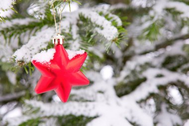 Karda kırmızı yıldız çam dalını kaplamış. Noel arkaplanı..