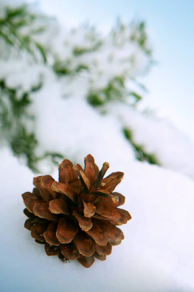 Fond de Noël avec branches d'épinette avec cône de pin isolé sur la neige. — Photo