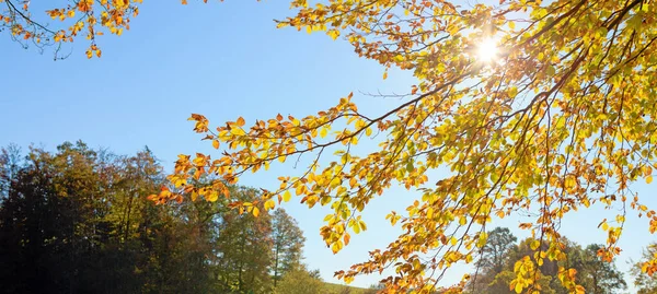 Sunlight in Autumn forest with beech trees and blue sky. — Stock Photo, Image