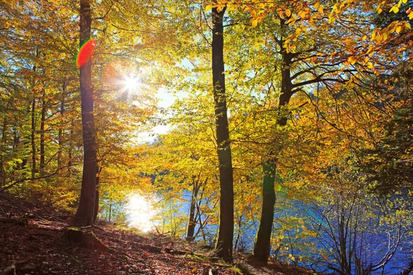 Autumn beech leaves on the sun and forest lake. — Stock Photo, Image