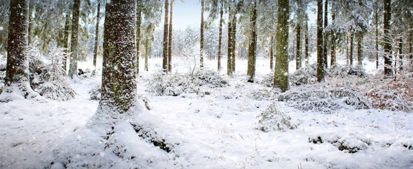 Nevicate nella foresta invernale. Sfondo natura con neve. — Foto Stock