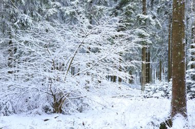 Ağaç donuyla ve karla kaplı. Donmuş Orman.