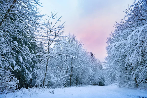 雪に覆われた白い木の冬の風景 . — ストック写真