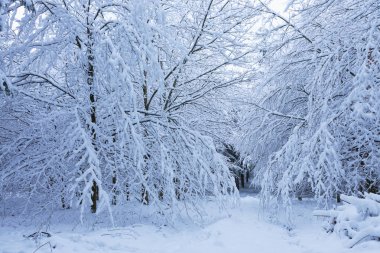 Karla kaplı beyaz ağaçlarla kaplı kış manzarası .