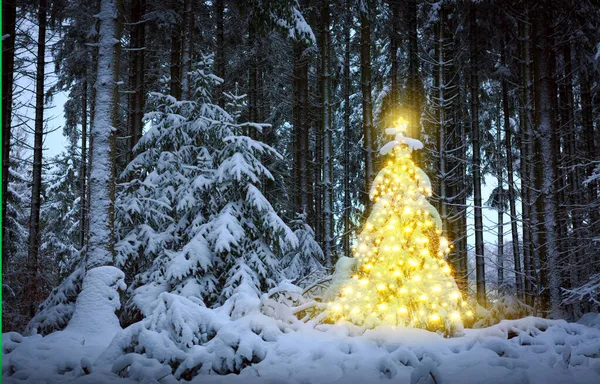 冬の森のクリスマスツリー。クリスマスカード. — ストック写真