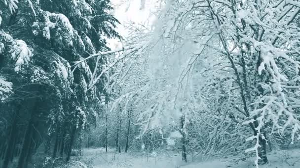 Neve caindo nos galhos das árvores de inverno. — Vídeo de Stock