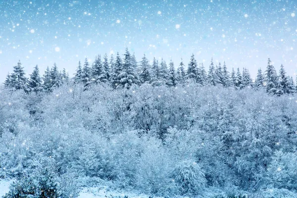 Fond de Noël avec neige blanche et arbres d'hiver. — Photo