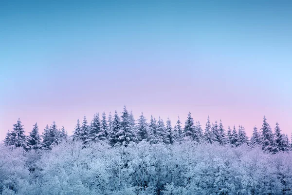 Fondo de Navidad con árboles de invierno y cielo colorido. —  Fotos de Stock