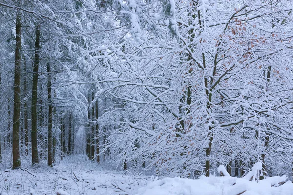 Paesaggio invernale con alberi bianchi coperti di neve . — Foto Stock