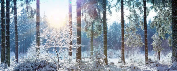 Winterlandschap met besneeuwde bomen en zonlicht. — Stockfoto