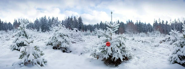 Červený vánoční míč na jedli v zimním lese. — Stock fotografie