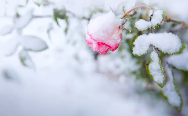 Zimowe tło z różową różą w śniegu odizolowane na białym . — Zdjęcie stockowe