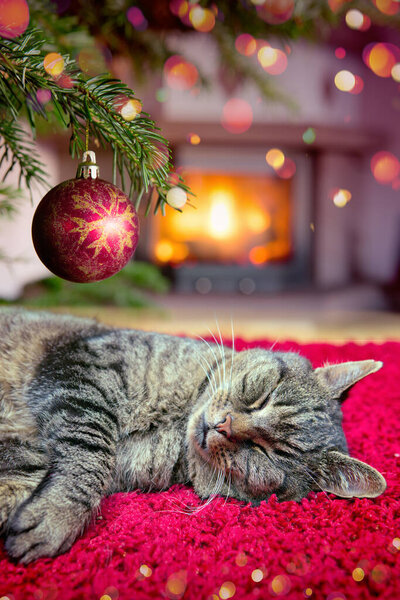 Christmas background with gray cat sleeps comfortably near the fireplace.