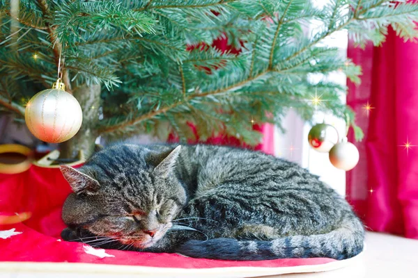 クリスマスの装飾とモミの木の下の寄木細工の上に横たわるかわいい猫 — ストック写真