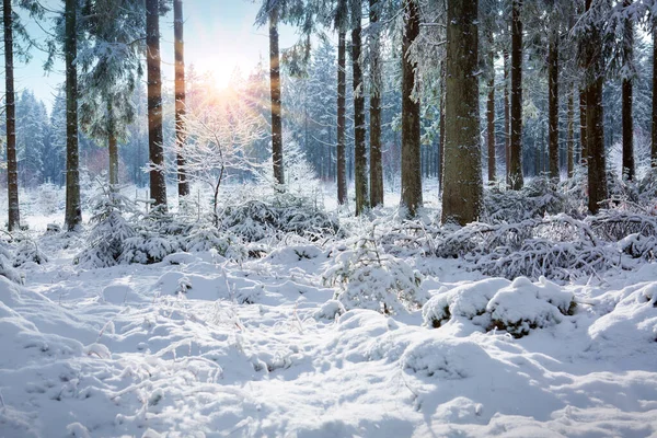 Zonlicht Het Winterbos Met Witte Verse Sneeuw Dennenbomen Zonsondergang Het — Stockfoto
