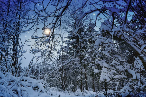 Cielo Natale Sfondo Con Stelle Abeti — Foto Stock