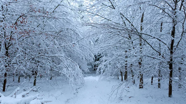 Foresta invernale con alberi bianchi ricoperti di neve . — Foto Stock