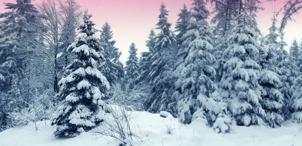 德国冬季降雪的森林和冷杉树 . — 图库照片
