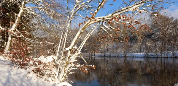 Winter landscape of frozen trees and white snow. — Stock Photo, Image