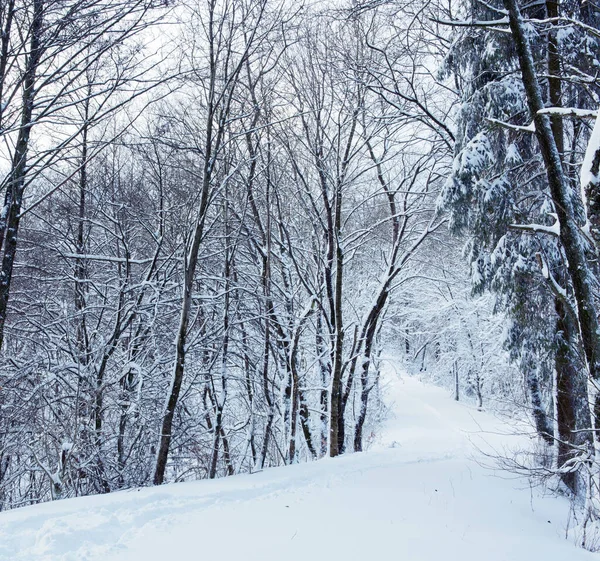 Paysage hivernal avec arbres enneigés .Fond de Noël. — Photo