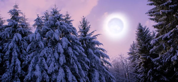 Abeto Cubierto Escarcha Luz Luna Bosque Helada Tarjeta Navidad — Foto de Stock