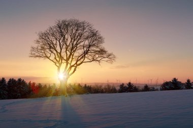 Güneş batarken kış ormanındaki ağaç. Doğa manzarası arka planda..