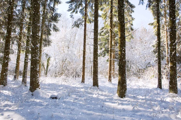 Χειμερινά Έλατα Καλυμμένα Χιόνι Πάρκο Της Γερμανίας — Φωτογραφία Αρχείου
