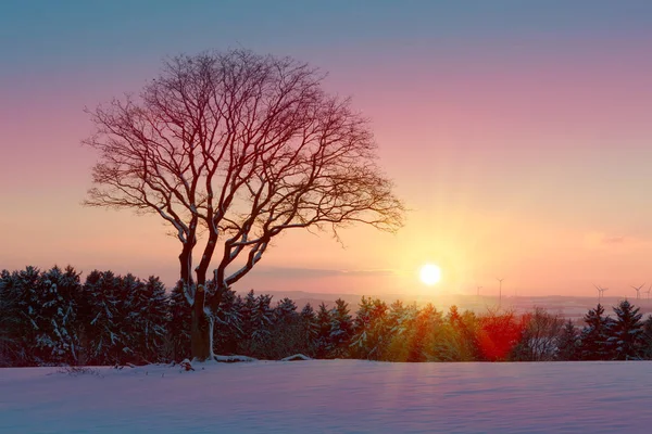 Strom Zimním Lese Při Západu Slunce Příroda Pozadí — Stock fotografie