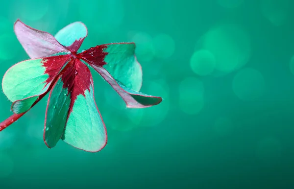 녹색의 푸른 배경에 분리되어 있는 샤크 록 네 잎 클로버. — 스톡 사진