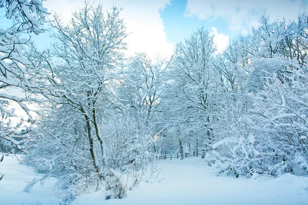 눈덮인 겨울 풍경 .Christmas 배경. — 스톡 사진