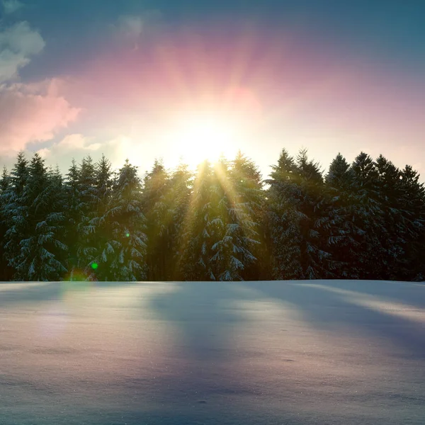 Coucher de soleil sous les arbres d'hiver. Fond de Noël. — Photo