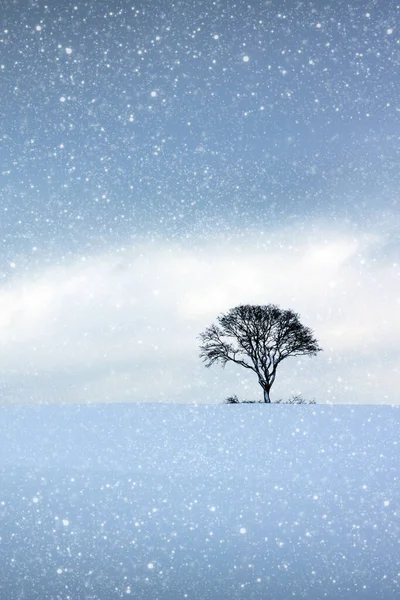 Zimowy krajobraz z pokrytym śniegiem drzewem.. — Zdjęcie stockowe