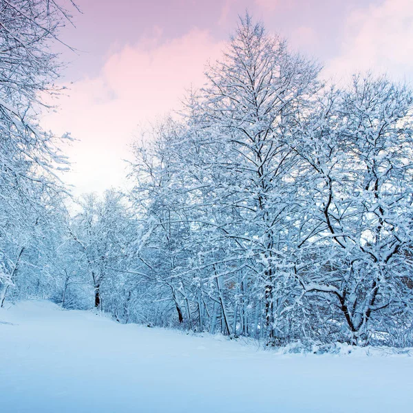 눈덮인 겨울 풍경 .Christmas 배경. — 스톡 사진
