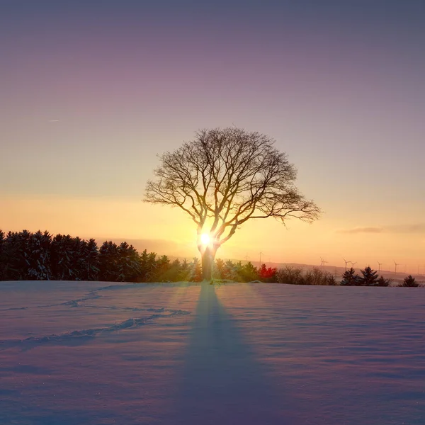 Coucher de soleil sous l'arbre d'hiver. Fond de Noël. — Photo