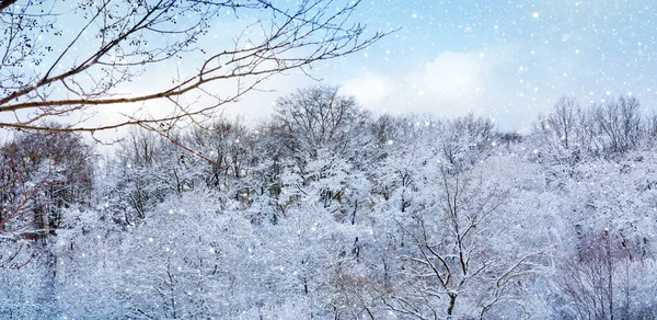 Winterlandschap met besneeuwde bomen.Kerst achtergrond. — Stockfoto