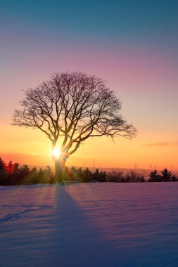 Kış ağacının altında gün batımı. Noel arkaplanı.