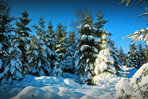 Árbol de Navidad en bosque de invierno y cielo estrellado. Tarjeta de Navidad. —  Fotos de Stock