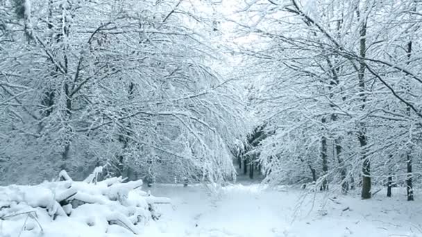 Зимний лес с белыми деревьями, покрытыми снегом . — стоковое видео
