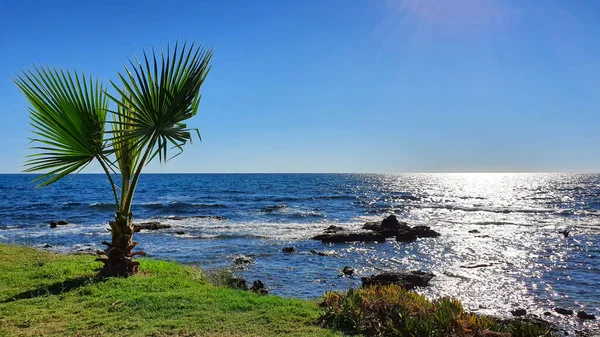 Grüne Palmenblätter und Sonnenlicht auf blauem Himmel Hintergrund. — Stockfoto