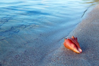Tropikal sahillerde ve okyanus dalgalarında büyük deniz kabuğu.