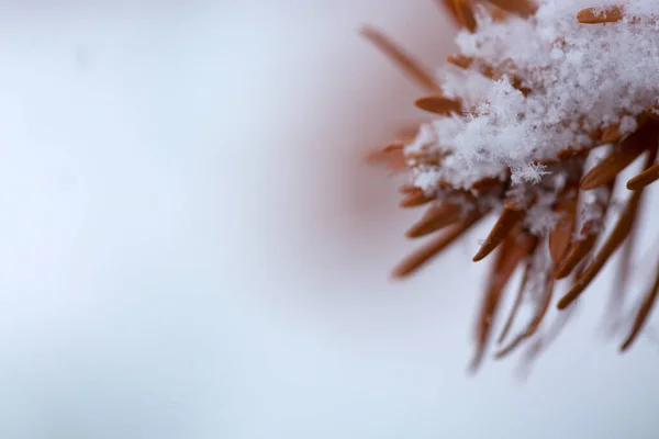 Snow Covered Pine Tree Branches. Fundo de inverno. — Fotografia de Stock