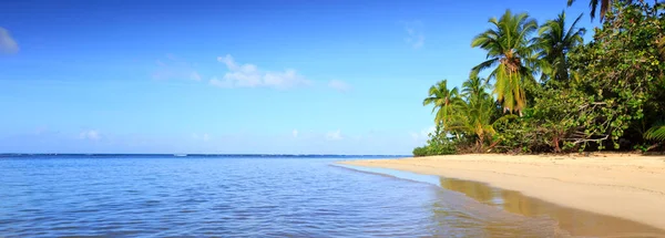 Gröna palmer på karibiska stranden. Resebakgrund. — Stockfoto