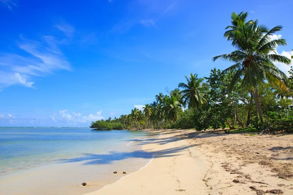 Palmerna på vita tropiska stranden. Resor bakgrund. — Stockfoto