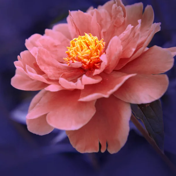 Růžové květy pivoňka květiny izolované na modrém pozadí . — Stock fotografie