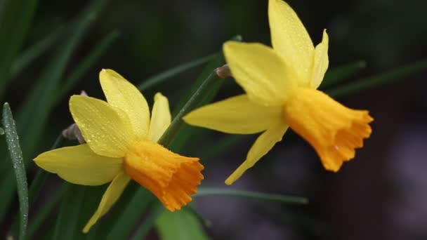 Макрос, який вистрілив Daffodil Нарцис жовта квітка цвіте навесні. — стокове відео