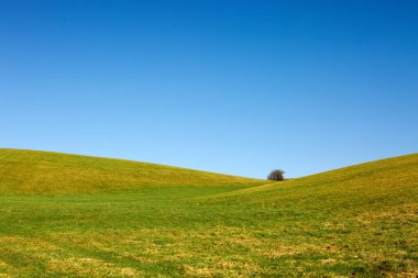 Mavi gökyüzü ve yeşil çimen tarlası ile bahar manzarası.