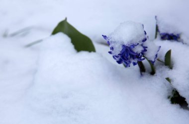 Karda mor bir sümbül yakın plan.