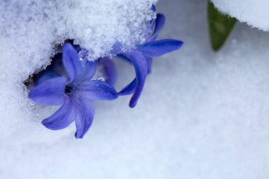 Karda mor bir sümbül yakın plan.