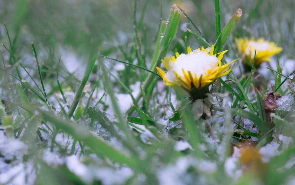 De eerste bloemen paardebloemen onder de sneeuw in het voorjaar. — Stockfoto